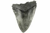 Bargain, Fossil Megalodon Tooth - South Carolina #185240-1